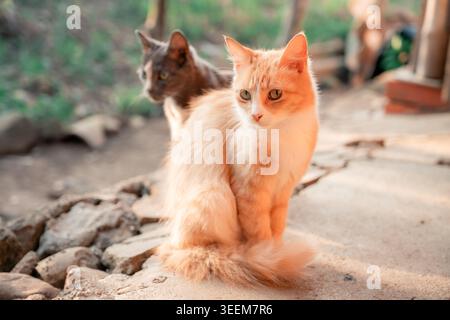 Two domestic cats, one orange tabby and one grey tabby, resting outdoors on a sunny day, showcasing their natural bond and peaceful coexistence in a r Stock Photo