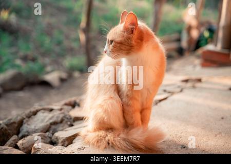 Ginger cat sitting outdoors in sunlight, looking back and observing surroundings with alert expression, showcasing fluffy orange fur and a bushy tail Stock Photo