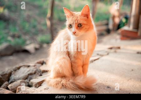 Ginger cat sitting calmly outdoors, looking to the side with alert green eyes, its soft fur illuminated by golden hour sunlight, enjoying the peaceful Stock Photo