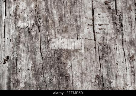 Close up of old barkless pine wood with visible cracks, insect traces and natural surface erosion. Detailed weathered timber texture with rough organi Stock Photo
