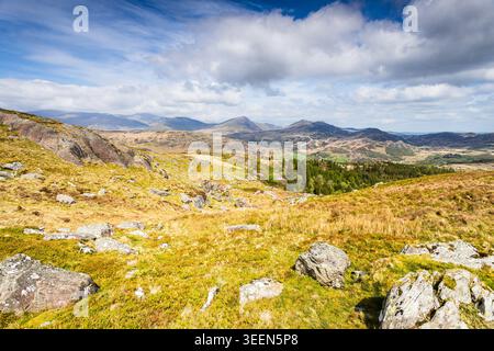 A stunning wide-angle landscape captured from the rugged slopes of Moel Siabod. The foreground is a rich tapestry of sun-bleached mountain grasses, vi Stock Photo