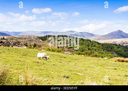 A bright and heartwarming landscape photograph taken from the grassy uplands of Moel Siabod. In the foreground, a white Welsh mountain ewe stands with Stock Photo