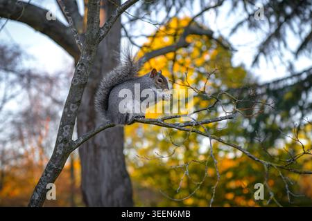 Grey squirrel sitting on a tree branch in autumn woodland Stock Photo