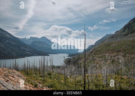 Burnt trees in front of Waterton Lakes Canada Stock Photo