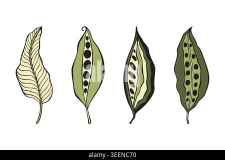 Hand drawn set of stylized green leaves and exotic pods with seed patterns in earthy tones for minimalist logo design, eco packaging and natural cosme Stock Vector
