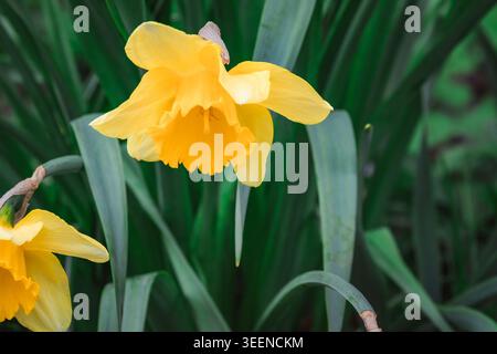 Narcissus flower in spring. Spring narcissus blossoms. Narcissus flowers in a garden. Close-up of a blooming narcissus. Blossoms spring background. Ye Stock Photo