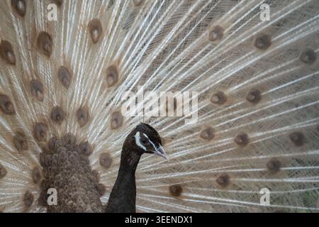 Indian peafowl peahen Pavo cristatus displaying tail from behind, ocelli pattern, captive, UK Stock Photo