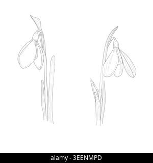 Snowdrops, spring flowers, hand-drawn sketch. vector illustration. A set of silhouettes of primroses isolated on a white background Stock Vector
