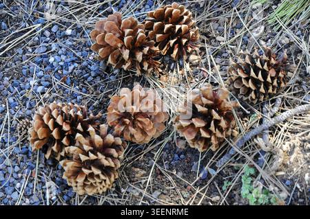 Several pine cones lie on the ground under pine needles, Zion National Park, Utah, USA, North America Stock Photo