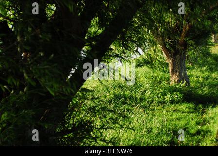 A view looking up through the branches of a large willow tree, showing dense green foliage and dappled sunlight. Stock Photo