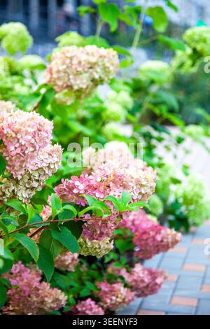 Hortensia Pink and White Panicle Hydrangea Flowers Blooming in Summer Garden. Bush floral background Stock Photo