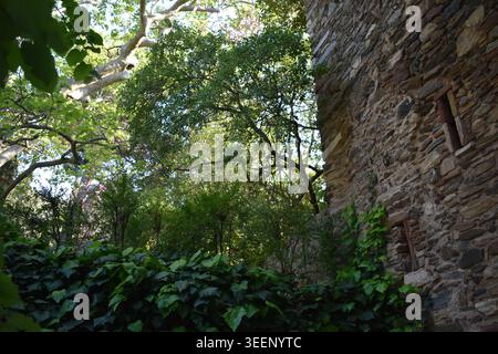 Ancient stone wall of a medieval building partially covered in green ivy and surrounded by lush plane trees and dense foliage in a historic park, Gree Stock Photo