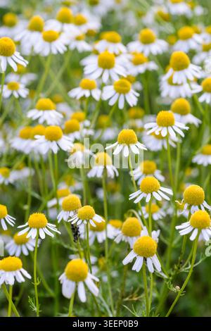 Matricaria Recutita. German Chamomile, finely divided leaves, yellow-centred, white daisy-like flowers Stock Photo