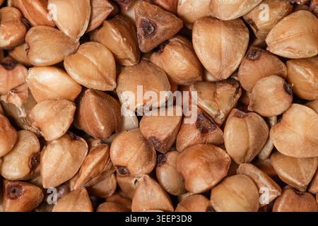 Extreme macro close up texture of single dried roasted buckwheat groats filling the full frame Stock Photo