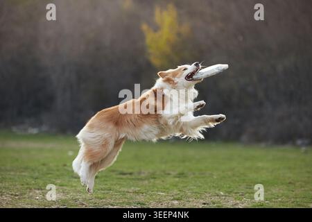 A Border Collie dog jumps high in a grassy park while playing outdoors. Dynamic movement and soft background create lively action atmosphere. Stock Photo