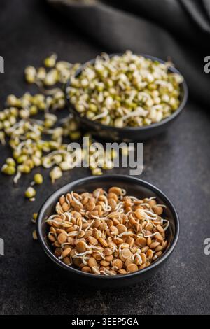 Fresh sprouted lentils and mung bean sprouts served in black bowls on a dark surface, conveying healthy vegan eating, plant protein, raw salad ingredi Stock Photo