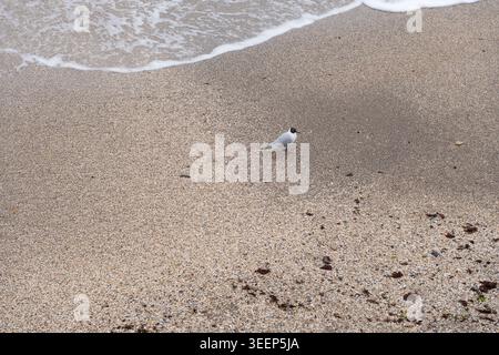 Single seagull standing on textured sandy beach near soft ocean waves creates a calm minimalist coastal scene with natural light and peaceful atmosphe Stock Photo
