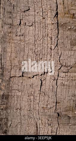 Weathered old grey wood texture with deep vertical cracks Stock Photo