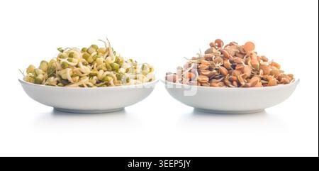 Mung bean and brown lentil sprouts piled in white bowls on a clean white background, emphasizing fresh, crunchy plant-based ingredients ideal for sala Stock Photo