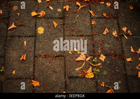 High angle view of yellow autumn leaves scattered on a dark cobblestone pavement creating a seasonal texture. Stock Photo