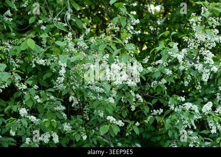 Blooming Bird Cherry Tree with White Flowers in Spring Garden Stock Photo