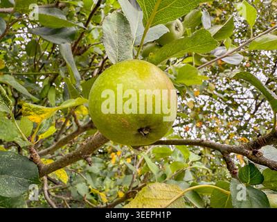 Close up view of a ripe green apple on a tree in the garden of a house. No people. Stock Photo
