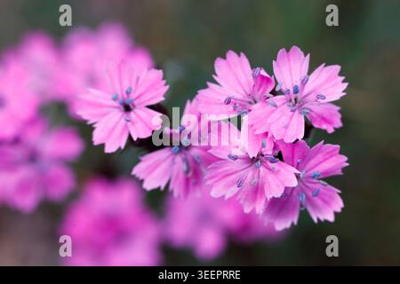 Macro photography of bright pink Carthusian Pink flowers (Dianthus carthusianorum) blooming in a cluster with vibrant purple anthers Stock Photo
