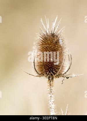 Wild teasel (Dipsacus fullonum, family Dipsacaceae) showing its dried spiny flower head in a natural meadow habitat. Stock Photo