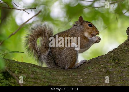 A gray squirrel perches on a tree branch, nibbling food while surrounded by soft green foliage and glowing natural forest light. Stock Photo