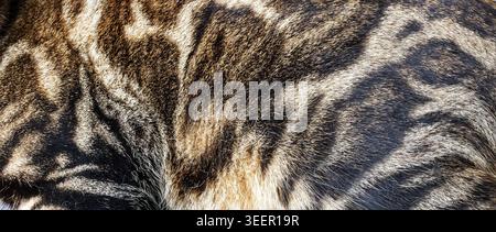 Close-up texture of soft cat fur showing fine details and natural patterns Stock Photo