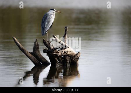 Grey Heron Perched Above Water Watching for Fish Stock Photo
