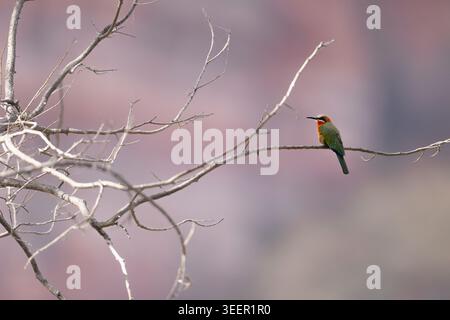 White-Fronted Bee-Eater Perched with Chilojo Hills Background Stock Photo