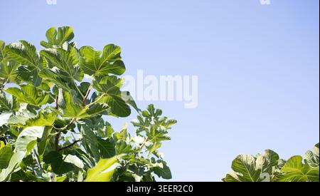 Lush green fig leaves fill the upper portion of the image, contrasting with a clear blue sky. The vibrant foliage showcases the natural beauty of the Stock Photo