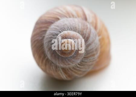 Macro shot of a textured snail shell showing a perfect natural spiral pattern on a clean neutral background. Stock Photo