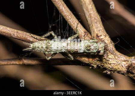 A beautiful holy bark mantid (Tarachodes sanctus) displaying its camouflage on a stick in a coastal forest, in KwaZulu-Natal, South Africa Stock Photo