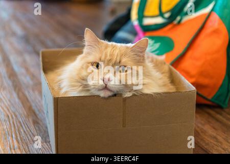 Fluffy yellow cat sitting in cardboard box looking at camera. Stock Photo