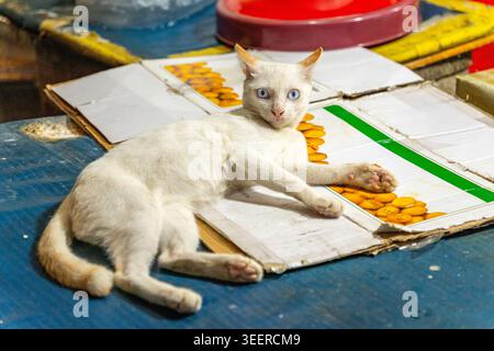 Small young white cat with blue eyes looking up at camera with alert or scared expression. Stock Photo