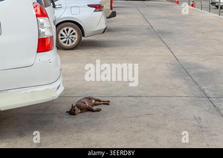 Young black-brown cat lying on pavement next to car in parking lot. Stock Photo