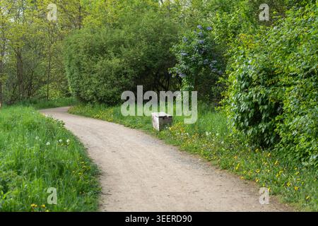 Curved dirt trail winds through lush greenery. Wildflowers dot grassy edges under trees. Quiet path invites peaceful walks in nature. Ideal for travel Stock Photo