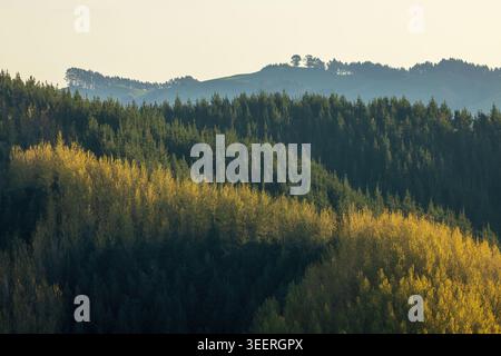 A forest with layers of trees with autumn foliage and evergreen pine trees Stock Photo