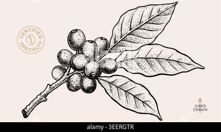 Vintage coffee branch bean plant sketch Stock Vector