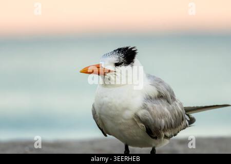 A close up of a royal tern's side profile Stock Photo