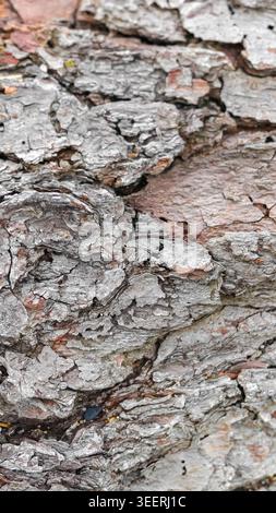 Detailed vertical shot showcases tree bark texture. Rough surface displays intricate patterns, ideal for backgrounds illustrating natural or organic t Stock Photo