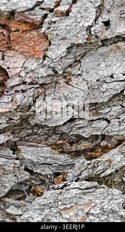 Close up texture showcases rough tree bark. Shot features sharp details, natural light bringing out textures. Shades range from browns to grays, creat Stock Photo