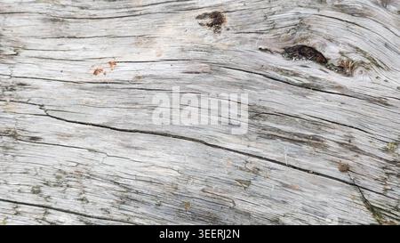 Close-up of driftwood bark texture featuring detailed patterns and cracks. Soft, neutral color palette with shades of gray. Great for backgrounds in n Stock Photo