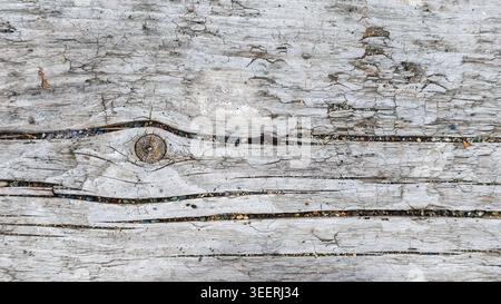 Close-up on driftwood. Pale gray, subtle texture, with fine cracks and a knothole detail. Fine gravel dispersed. Clean, organic. Use for backgrounds, Stock Photo