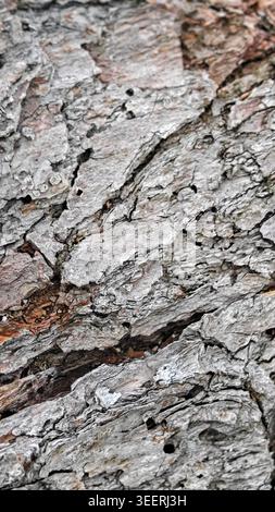 High angle close up on pine tree bark. Texture shows intricate gray patterns and grain. Wood and natural surface. Focus highlights detail and material Stock Photo