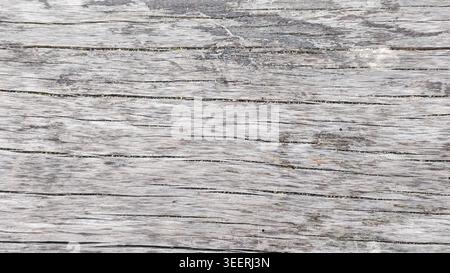 Macro shot shows weathered wooden texture. Neutral gray color palette, rough surface. Ideal for backgrounds or adding texture to designs. Studio light Stock Photo
