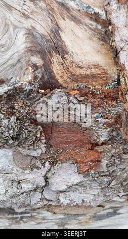 Close-up shows detailed textures; patterns and colors mix brown, beige, and gray tones. Surface illuminated by soft, natural light. Useful for backgro Stock Photo