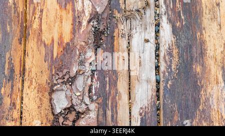 Close-up on weathered wooden surface showcasing rich textures, decaying bark, and earthy tones. Perfect for backgrounds conveying age, rustic charm an Stock Photo